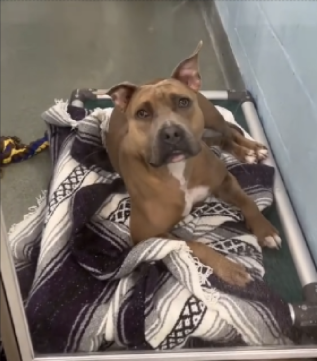 Maddie, the pitbull in the shelter